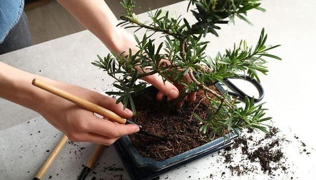 Premium Bonsai Soil Potting Mix by Gardenera - 10 Quart- Crafted with Canadian Peat Moss and Perlite for Optimal Bonsai Health (2 Bags of 5 Quart)