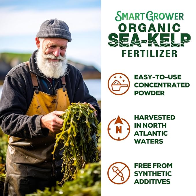Organic Sea Kelp Fertilizer for Plants – Water-Soluble – Makes 50 Gallons – Kelp Meal Concentrate Plant Food – for Indoor Gardens, Hydroponics, Vegetables, Houseplants - Smart Grower - 2oz Bag