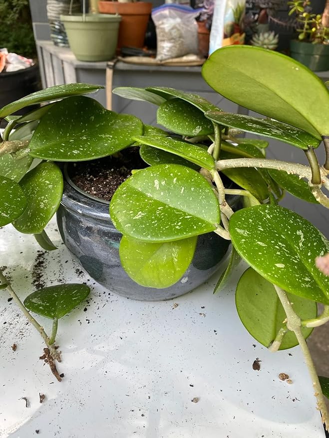 Gardenera Hoya Plant Premium Potting Mix - 2 Quart - Optimal Balance for Thriving Hoyas: Air, Moisture, and Nutrient Retention