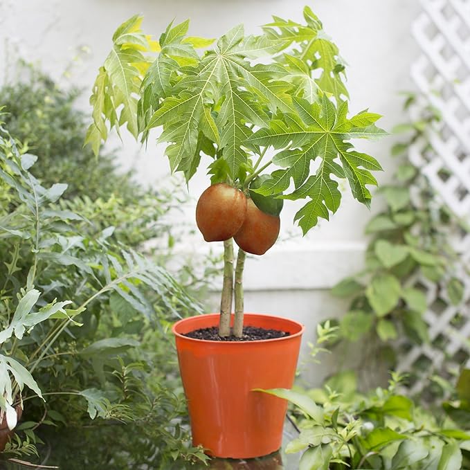 Gardenera Premium Papaya Plant Potting Mix - Crafted for Thriving Papaya Growth and Abundant Fruits - 1 Quart