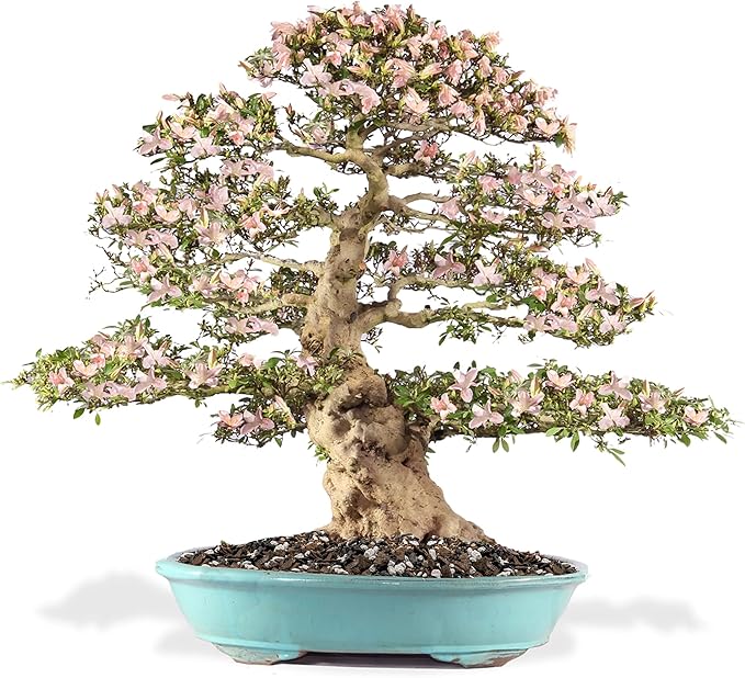 Premium Bonsai Soil All Purpose Fast Draining Mix - Pumice, Lava, Calcined Clay and Pine Bark Potting Pre Mixed Bonsai Plant Soil Mixture by GARDENERA - Made in USA - (5 Quart Bag)