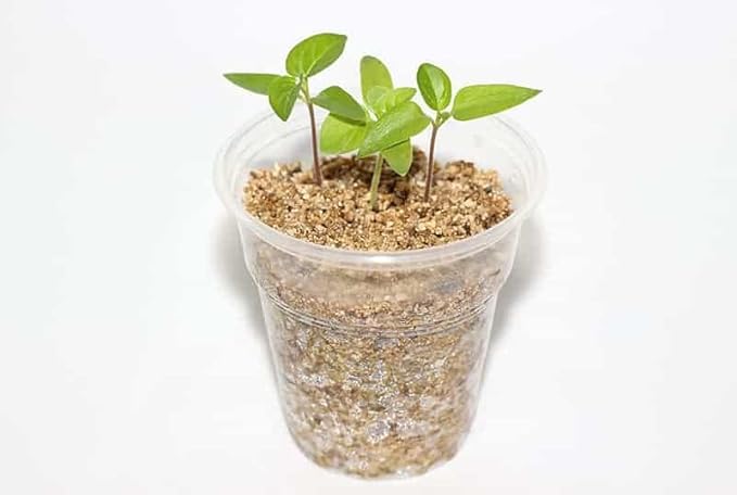 Gardenera Perlite and Vermiculite Mix for Cactus, Succulent, and Bonsai Trees - 10 Quart - Promote Healthy Growth and Drainage (2 Bags of 5 Quart)