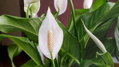 Gardenera's Expert Blend for Peace Lilies: Canadian Peat Moss, New Zealand Bark, Perlite, Bamboo Charcoal Ideal for Indoor Plants - [1-Quart Bag]