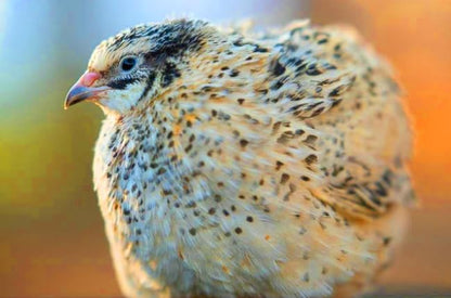 12 Showline Celadon Quail Hatching Eggs – Jumbo Showline Exotic Coturnix – Mixed Varieties – Farm Fresh & High Hatch Rate – LSJ Farms - Ultra Rare