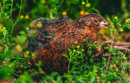 12 Showline Celadon Quail Hatching Eggs – Jumbo Showline Exotic Coturnix – Mixed Varieties – Farm Fresh & High Hatch Rate – LSJ Farms - Ultra Rare