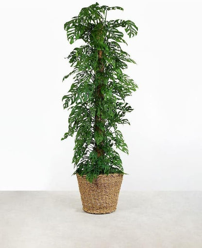 GARDENERA Monstera Adansonii Premium Soil Blend - 10 QT - Promote Aeration, Drainage & Nutrient Retention - (2 Bags of 5 Quart)