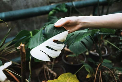 Premium Monstera Borsigiana Potting Mix - Retains Moisture and Promotes Root Growth by Gardenera - 5 Quart