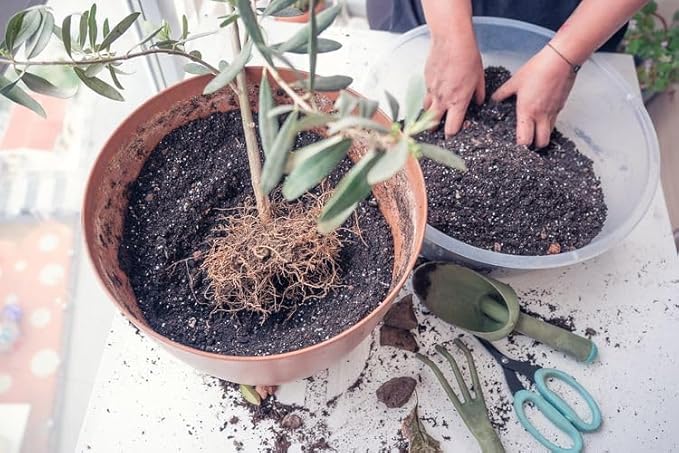 Premium Potting Mix for Olive Trees by Gardenera - 20 Quart - Promotes Strong Roots and Abundant Harvests (4 Bags of 5 Quart)