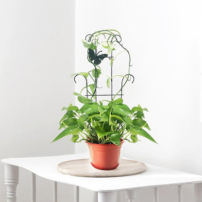 23 Inch Plant Trellis for Potted Plants, Sturdy Metal Houseplant Trellis for Climbing Plants Indoor Outdoor, Rust-Resistant Plant Support for Monstera Pothos Ivy, 4 Pack (4, 23inch)
