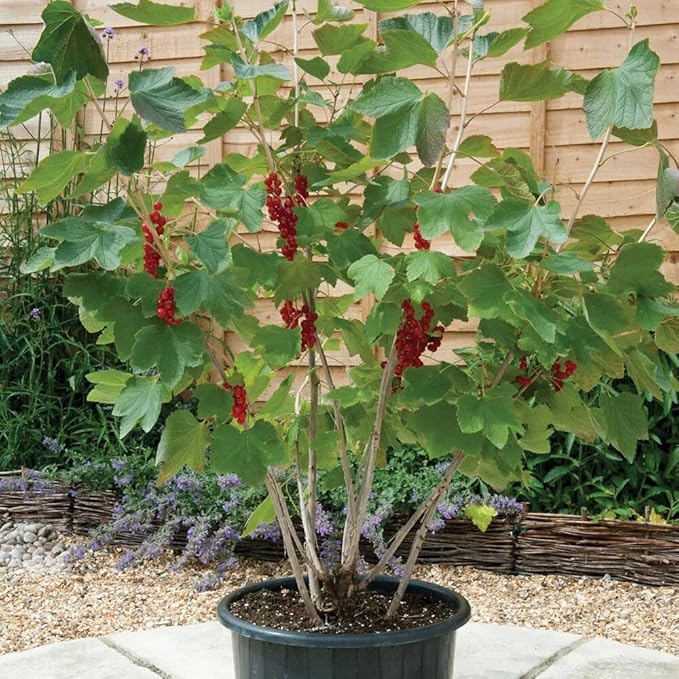 Gardenera Premium Currant Plant Potting Soil Mix - Optimal Nutrient-Rich Blend for Thriving and Juicy Currants - 10 Quart
