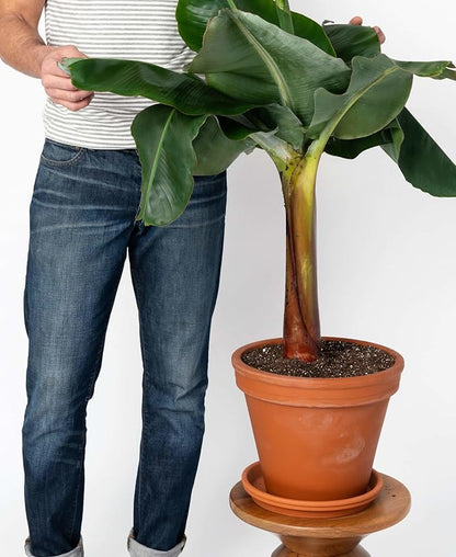 Gardenera Banana Tree Potting Mix - High-Performance Formula for Vibrant Growth and Abundant Fruit Production - Unlock The True Potential of Your Banana Trees (20 Quart)
