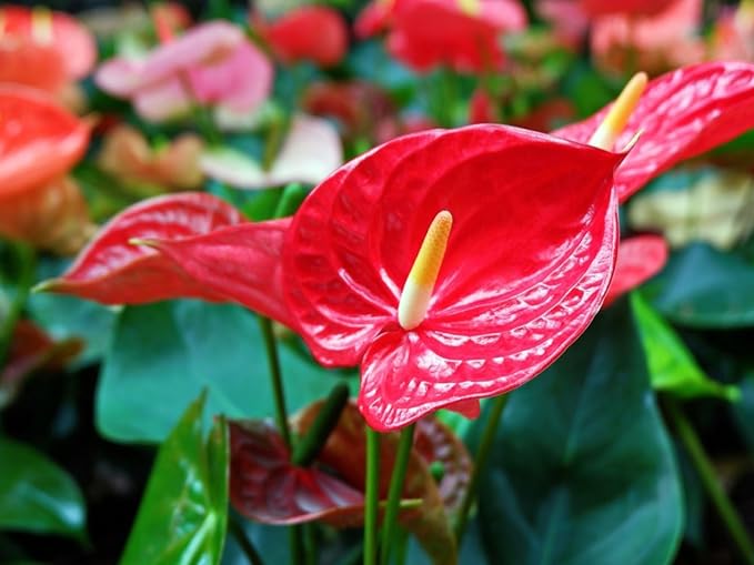 Premium Anthurium Potting Soil by Gardenera - Unlock The Full Potential of Your Plants - 5 QUARTS