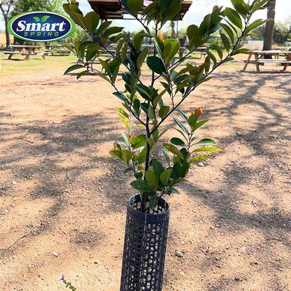 15" Tree Trunk Protectors, Stackable Spiral Tree Guards, Adjustable Width Bark Protection from Weed Eaters, Deer & Rodents, Tall Sapling & Vineyard Vine Protectors, Durable Plastic (6, Slate)