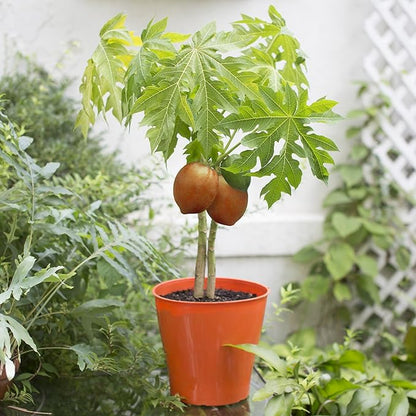 Gardenera Premium Papaya Plant Potting Mix - Crafted for Thriving Papaya Growth and Abundant Fruits - 1 Quart