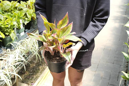 Elevate Your Space with Gardenera's Organic Potting Mix - Tailored for Thriving Aglaonema Plants and Lush Leaves - 2 Quart