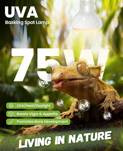KINDEEP Reptile Basking Light Bulb: 75W Reptile Heat Lamp 2 Pack UVA Daylight Basking Bulb for Amphibian Bearded Dragon Lizard Tortoise Turtle Snake Chicken Pets Heating