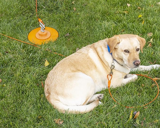 IntelliLeash 20FT Tie-Out Cables for Dogs - Strong, Safe, and Durable Dog Tie-Outs for Small Dogs up to 35 Pounds - Weather and Wear Resistant Galvanized Aircraft Cable for Outside Use
